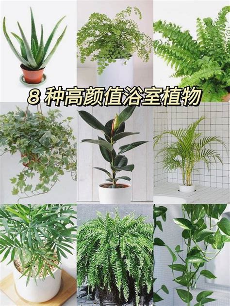 浴室種植物|適合浴室的 12 種植物